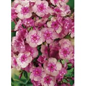 Флокс Phlox Magic Blue